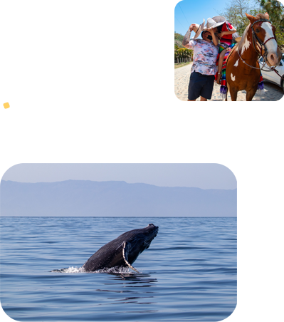 Support TB Tours & Transfers